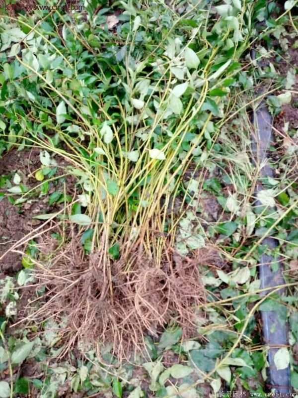 沭陽連翹規格 沭陽連翹規格