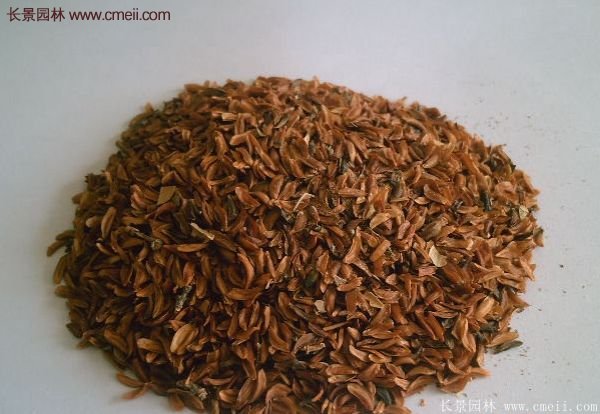 沭陽連翹的行情 沭陽連翹的行情