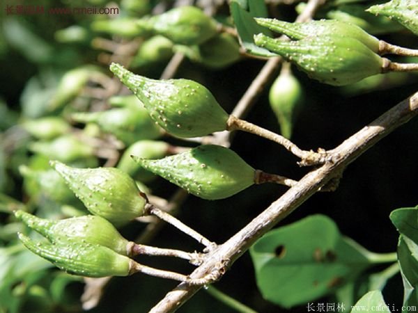 沭陽連翹的行情 沭陽連翹的行情