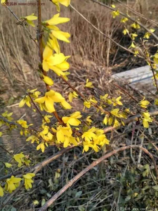 沭陽連翹的行情 沭陽連翹的行情