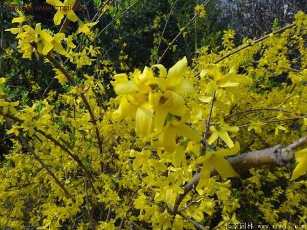 沭陽連翹的行情 沭陽連翹的行情