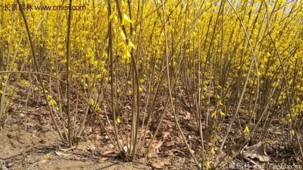 沭陽的連翹市場