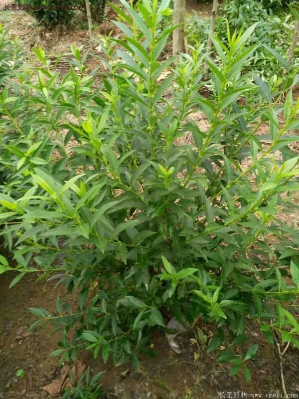 沭陽連翹苗 沭陽連翹苗