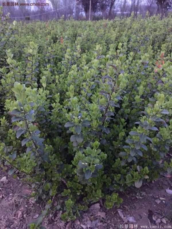 沭陽衛矛 沭陽衛矛