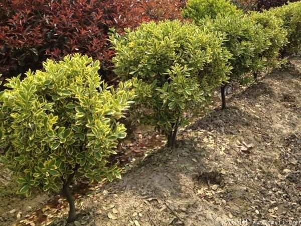 沭陽金邊黃楊規格