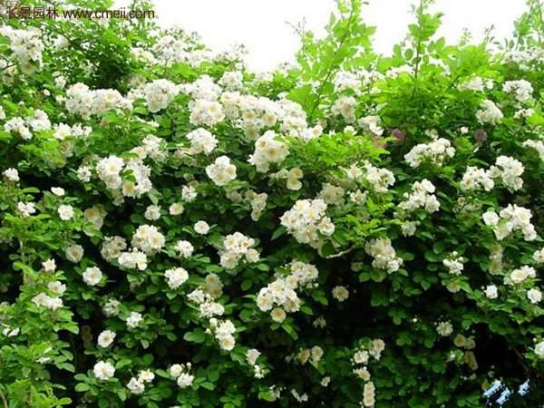 便宜的多花薔薇去哪買?