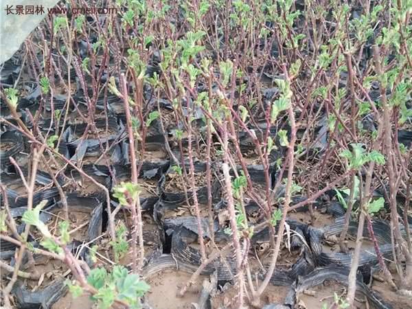 便宜的多花薔薇去哪買?