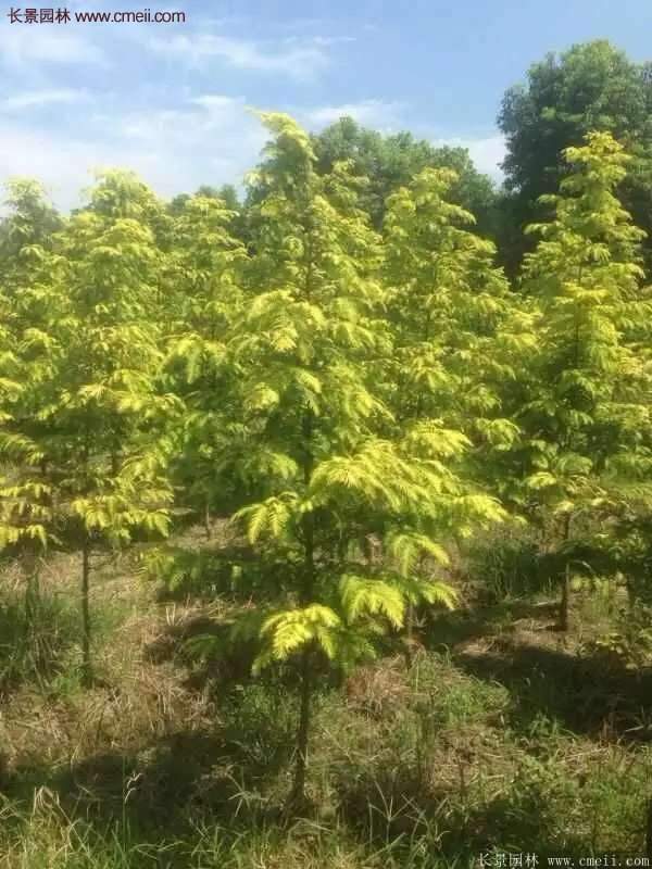 水杉有什么藥用價值？