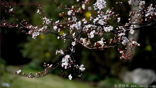 紫葉李樹(shù)苗