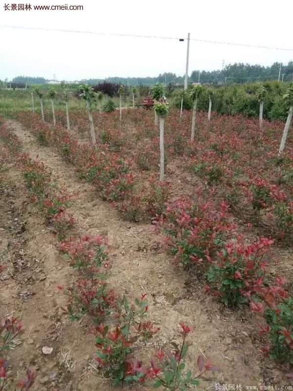 沭陽(yáng)紅葉石楠基地 沭陽(yáng)紅葉石楠基地