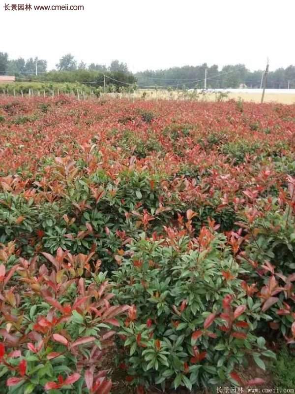 沭陽(yáng)紅葉石楠基地 沭陽(yáng)紅葉石楠基地