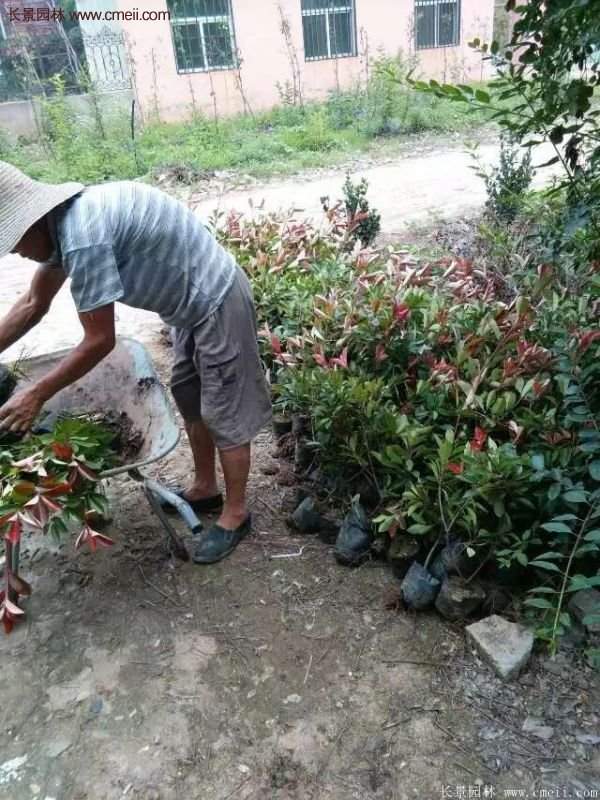 紅葉石楠的養護方法 紅葉石楠的養護方法