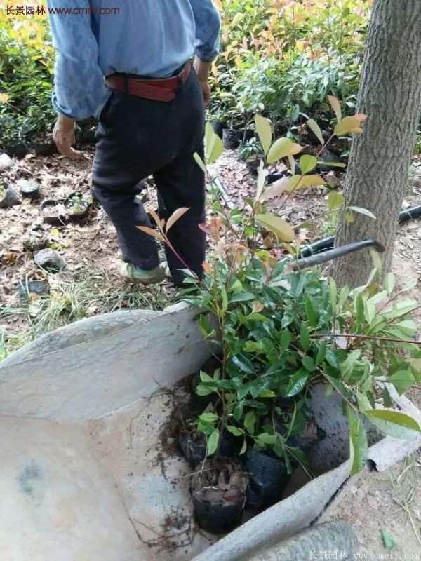 紅葉石楠的養護方法 紅葉石楠的養護方法