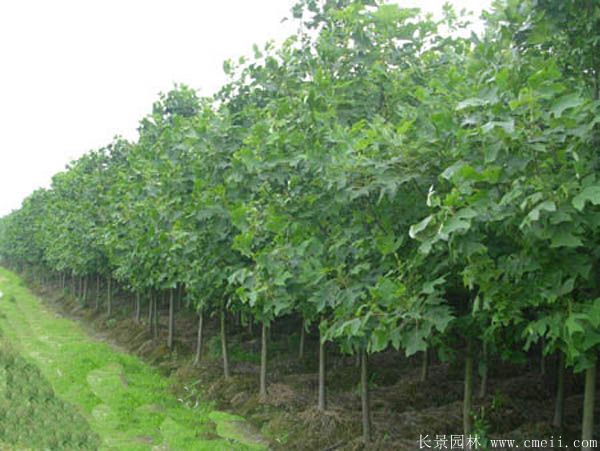 鵝掌楸基地鵝掌楸圖片 鵝掌楸基地鵝掌楸圖片