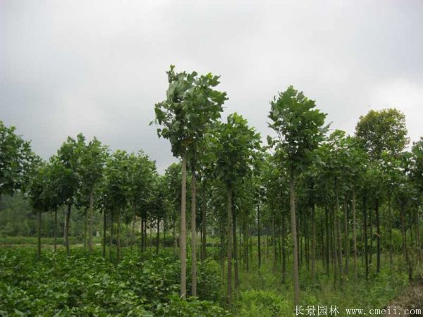 鵝掌楸基地鵝掌楸圖片 鵝掌楸基地鵝掌楸圖片