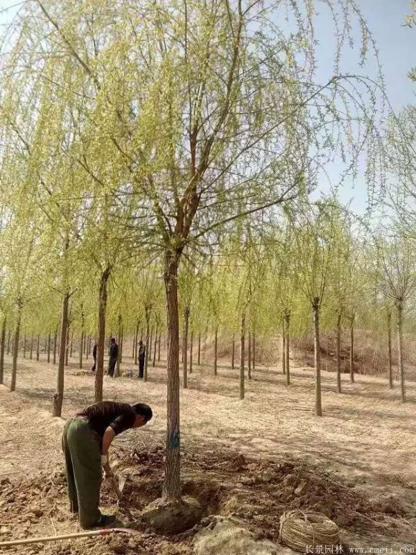 垂柳圖片垂柳基地實(shí)拍 垂柳圖片垂柳基地實(shí)拍