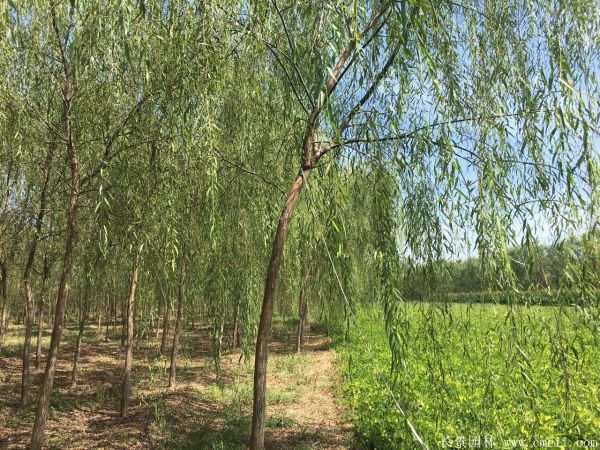 垂柳圖片垂柳基地實(shí)拍 垂柳圖片垂柳基地實(shí)拍