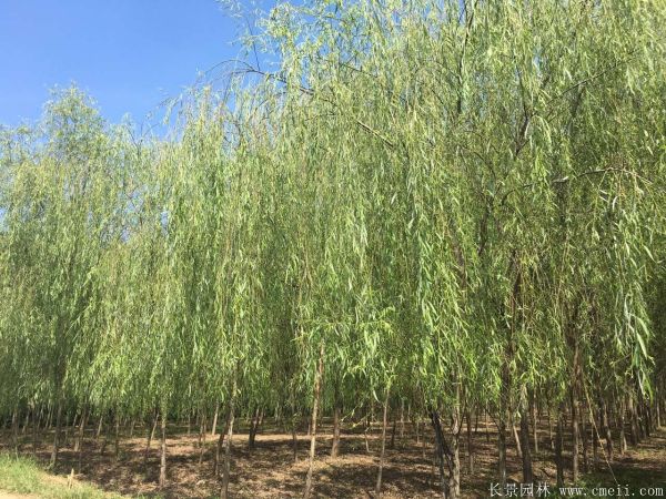 垂柳圖片垂柳基地實(shí)拍 垂柳圖片垂柳基地實(shí)拍