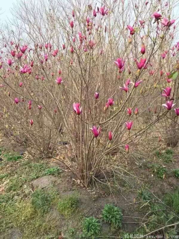 叢生紫玉蘭圖片 叢生紫玉蘭圖片