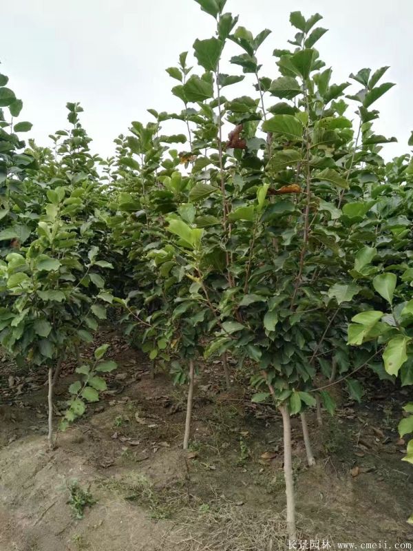 紫玉蘭圖片紫玉蘭基地實拍 紫玉蘭圖片紫玉蘭基地實拍