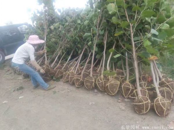 紫玉蘭圖片紫玉蘭基地實(shí)拍 紫玉蘭圖片紫玉蘭基地實(shí)拍