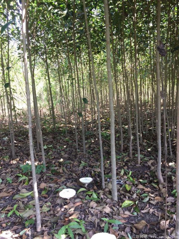 大葉女貞圖片大葉女貞基地實拍 大葉女貞圖片大葉女貞基地實拍