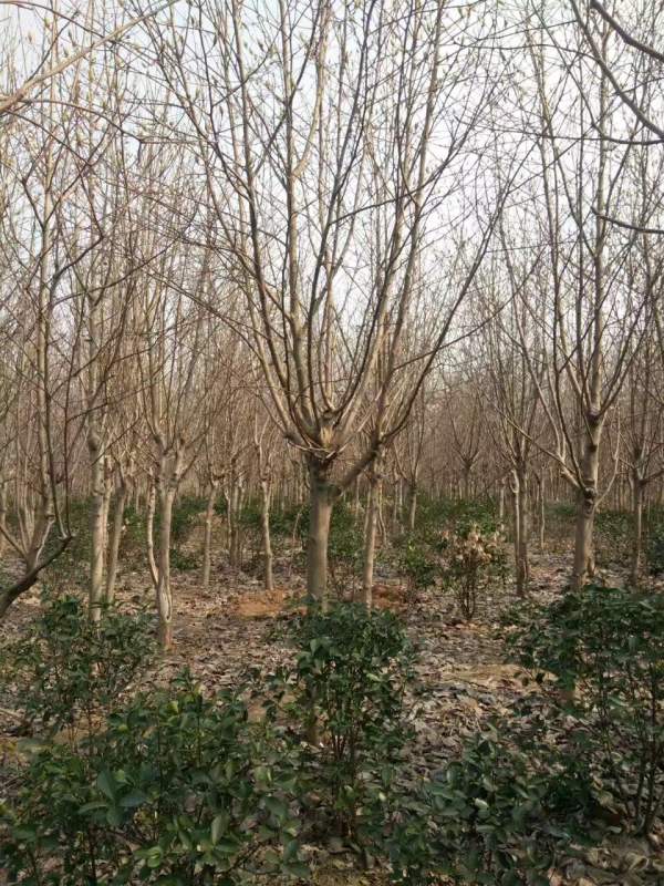 白玉蘭圖片白玉蘭基地實(shí)拍 白玉蘭圖片白玉蘭基地實(shí)拍