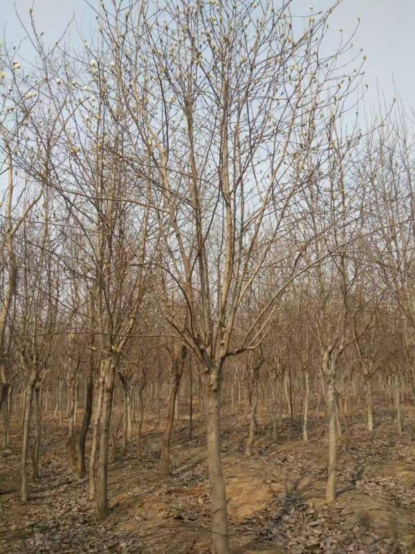 白玉蘭圖片白玉蘭基地實(shí)拍 白玉蘭圖片白玉蘭基地實(shí)拍