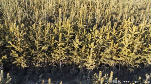 云杉圖片基地實拍 云杉圖片基地實拍