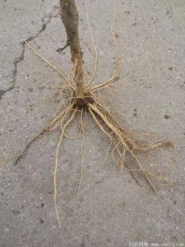 木槿花小苗圖片基地實(shí)拍