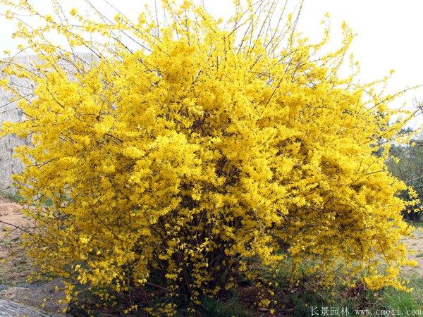 連翹圖片基地實拍 連翹圖片基地實拍