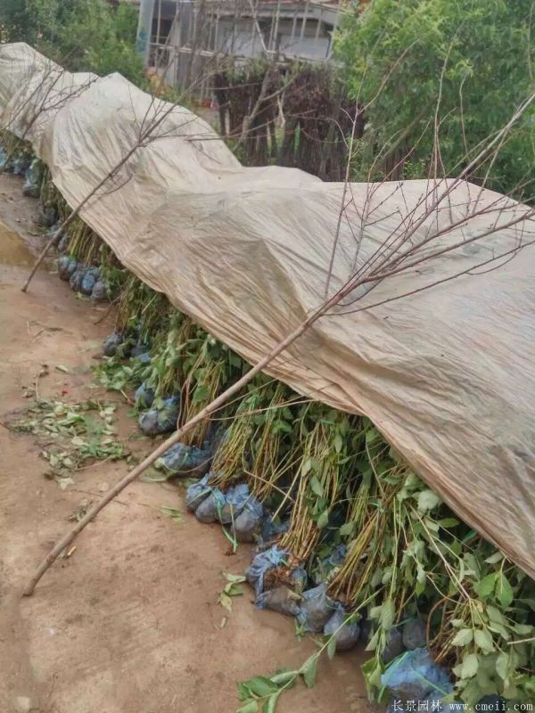 紅王子錦帶圖片基地實拍