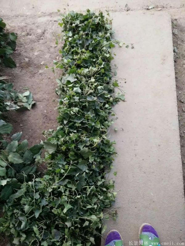 十大功勞圖片基地實拍