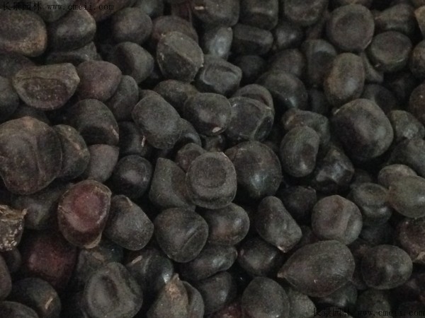 芍藥種子圖片 芍藥種子圖片