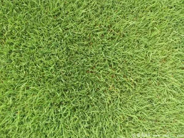 馬尼拉草坪種子發芽出苗圖片 馬尼拉草坪種子發芽出苗圖片