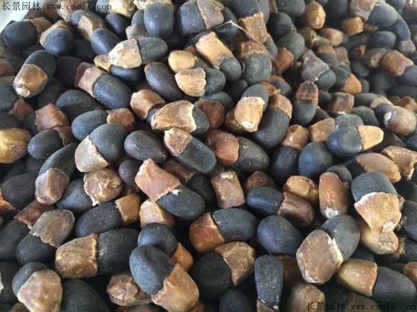 菩提樹種子圖片 菩提樹種子圖片