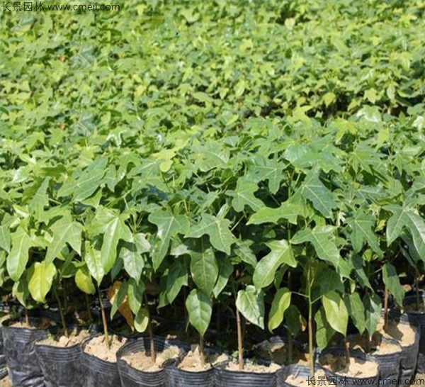 菩提樹種子發芽出苗圖片 菩提樹種子發芽出苗圖片