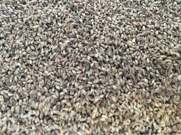 狗尾草種子圖片 狗尾草種子圖片