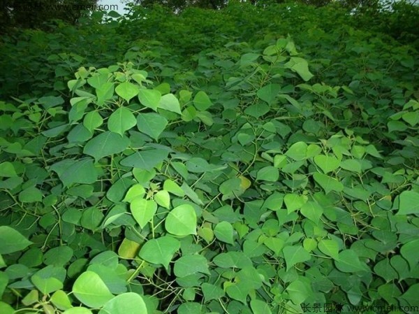 烏桕種子發芽出苗圖片 烏桕種子發芽出苗圖片