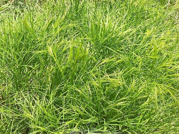 提木西草 提木西草