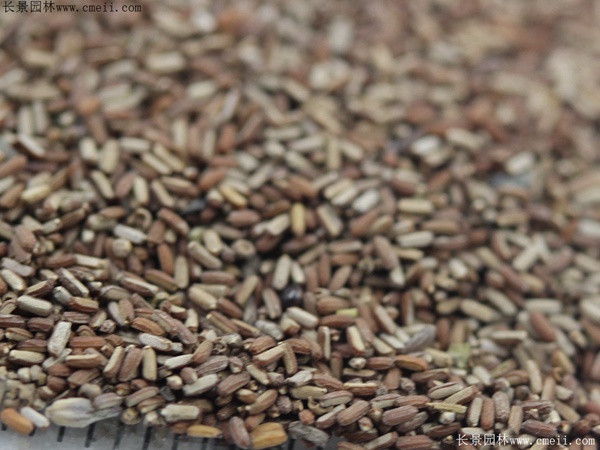 闊葉馬鞭草種子 闊葉馬鞭草種子