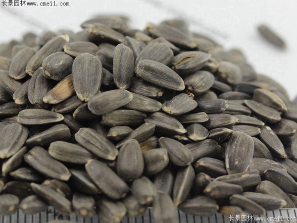 玩具熊向日葵種子 玩具熊向日葵種子