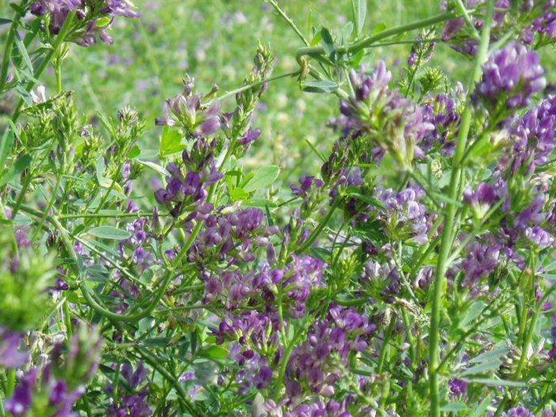 進(jìn)口苜蓿 進(jìn)口苜蓿