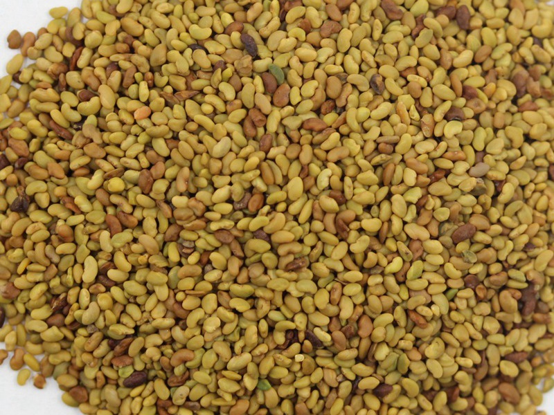 國產苜蓿種子 國產苜蓿種子