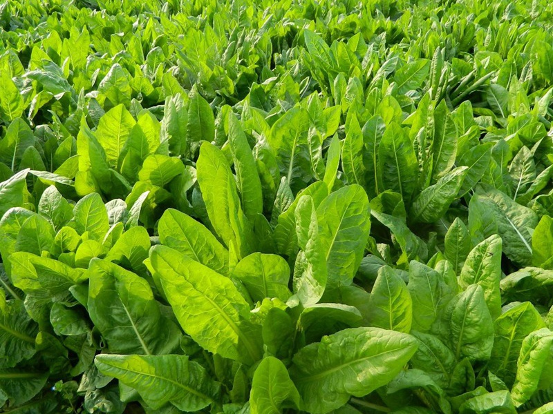 進口菊苣種子 進口菊苣種子