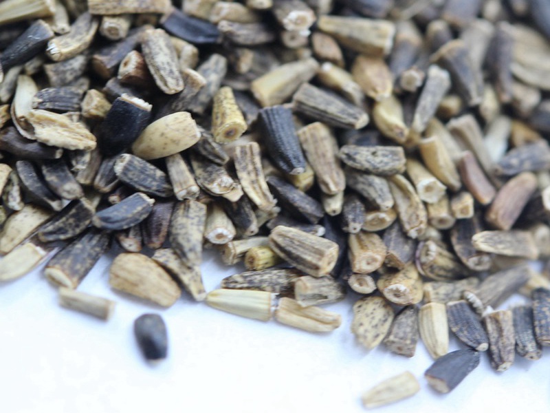 進口菊苣種子 進口菊苣種子