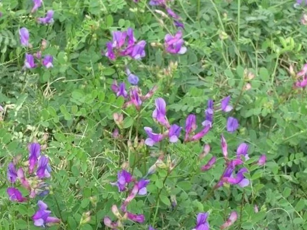 箭筈豌豆 箭筈豌豆