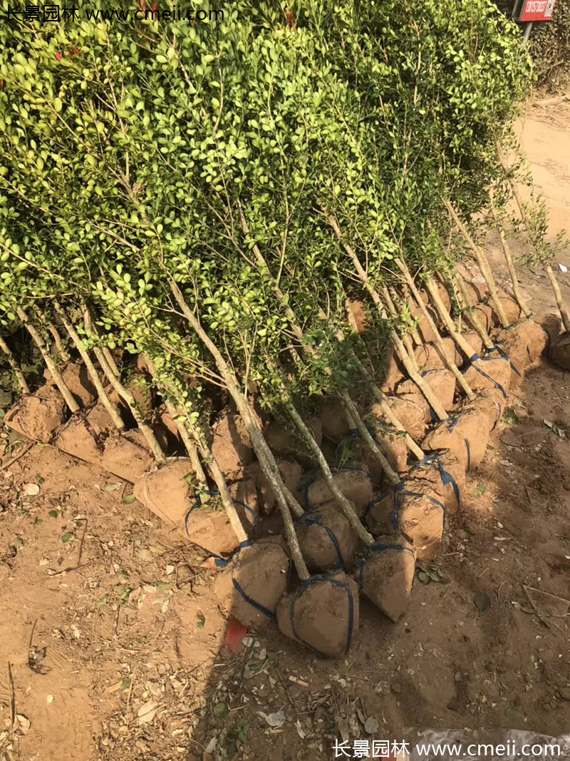 小葉黃楊樹 小葉黃楊樹