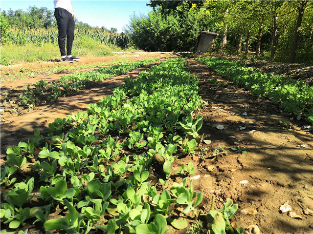沭陽長景園林八寶景天種植基地實拍圖片