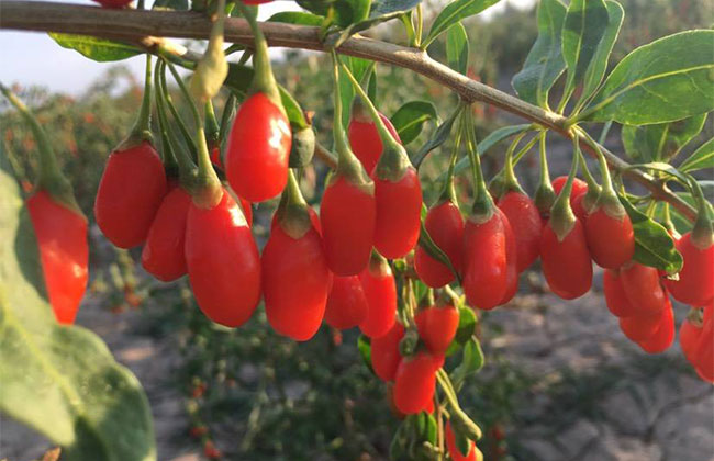 枸杞子多少錢一棵?2020年枸杞子價格最新行情預測 枸杞子多少錢一棵?2020年枸杞子價格最新行情預測